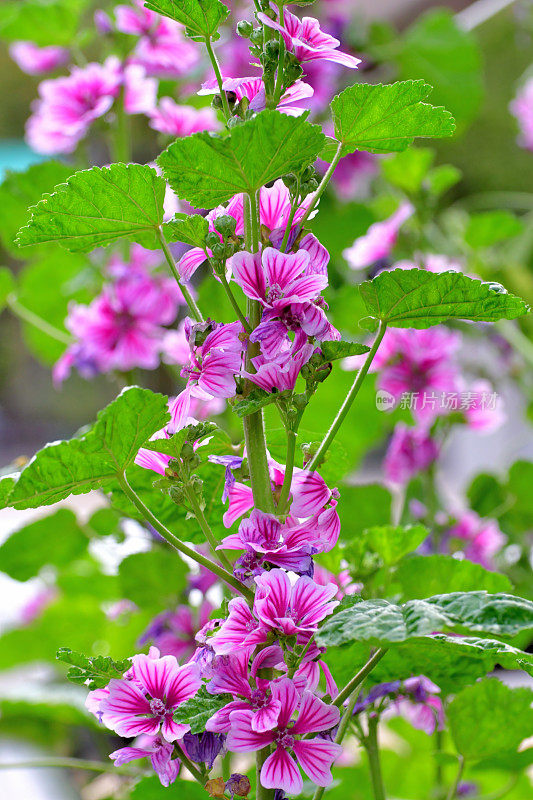 通常是Mallow / Malva Mauritiana / Malva Sylvestris